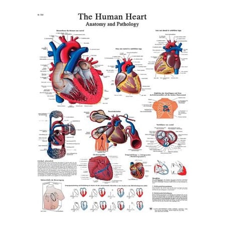 Fabrication Enterprises 3B Anatomical Chart - Heart, Paper 12-4610P